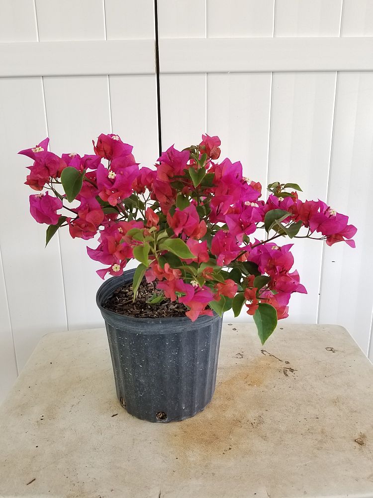 Buy Bougainvillea glabra 'Helen Johnson', Dwarf Pink Bougainvillea