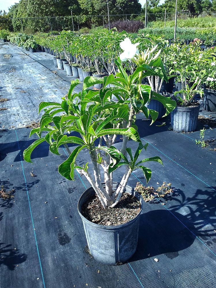 Plumeria pudica 'Bridal Bouquet', Frangipani PlantVine