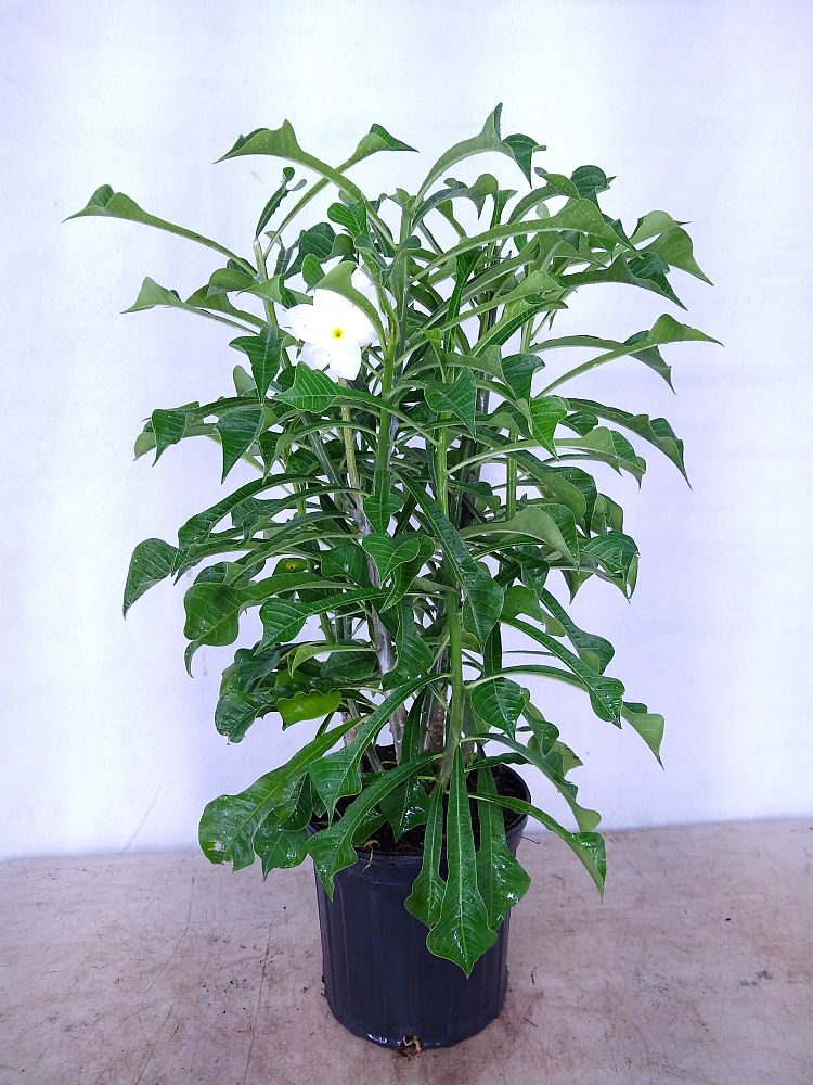 Buy Plumeria pudica 'Bridal Bouquet', Frangipani Free Shipping over 100