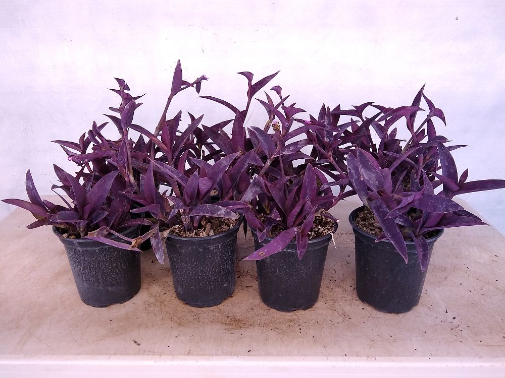 wandering jew purple heart plant