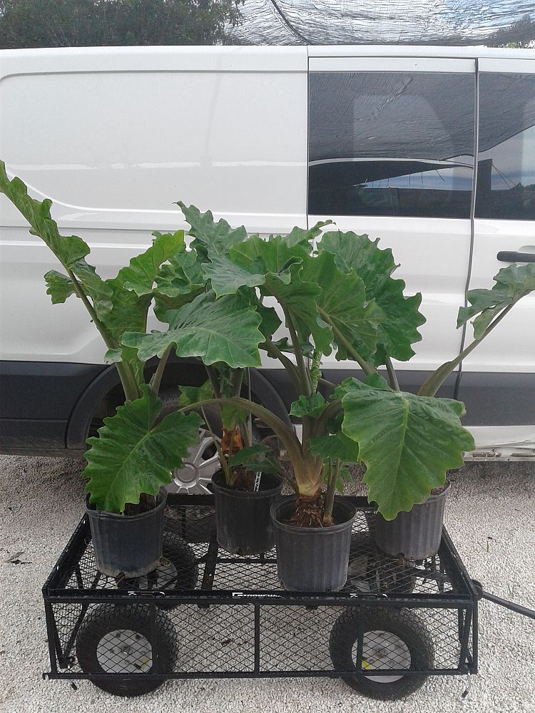 Buy Alocasia 'Low Rider', Elephant Ear Free Shipping over 100