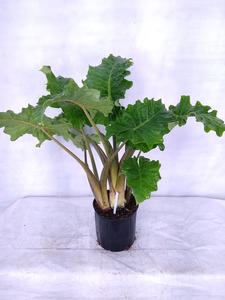 Buy Alocasia 'Low Rider', Elephant Ear Free Shipping over 100