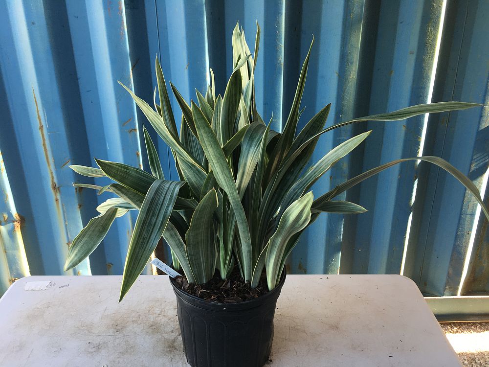 Sansevieria Sayuri, Snake Plant, Mother in law's tongue ...