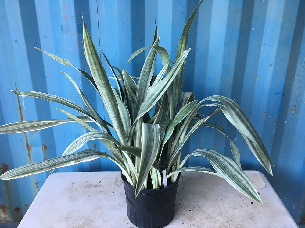 Sansevieria Sayuri, Snake Plant, Mother in law's tongue ...