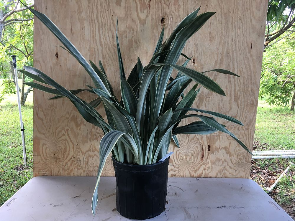 Sansevieria Sayuri, Snake Plant, Mother in law's tongue ...