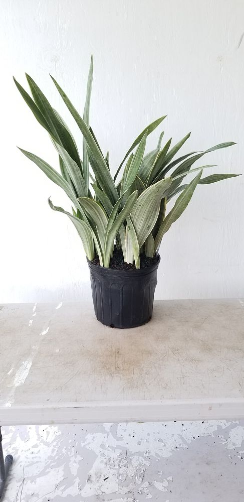 Sansevieria Sayuri, Snake Plant, Mother in law's tongue ...