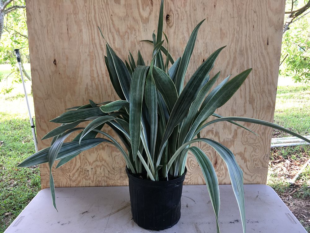 Sansevieria Sayuri, Snake Plant, Mother in law's tongue ...