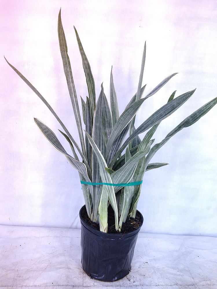 Buy Sansevieria Sayuri, Snake Plant, Mother in law's ...
