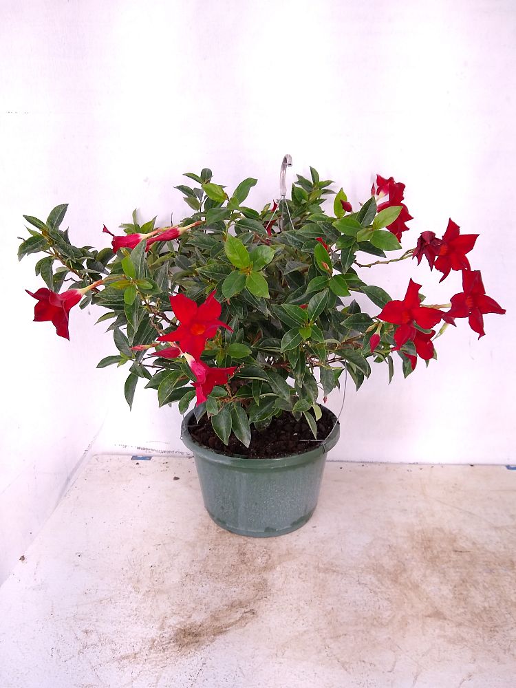 Buy Mandevilla Red, Dipladenia Free Shipping over 100