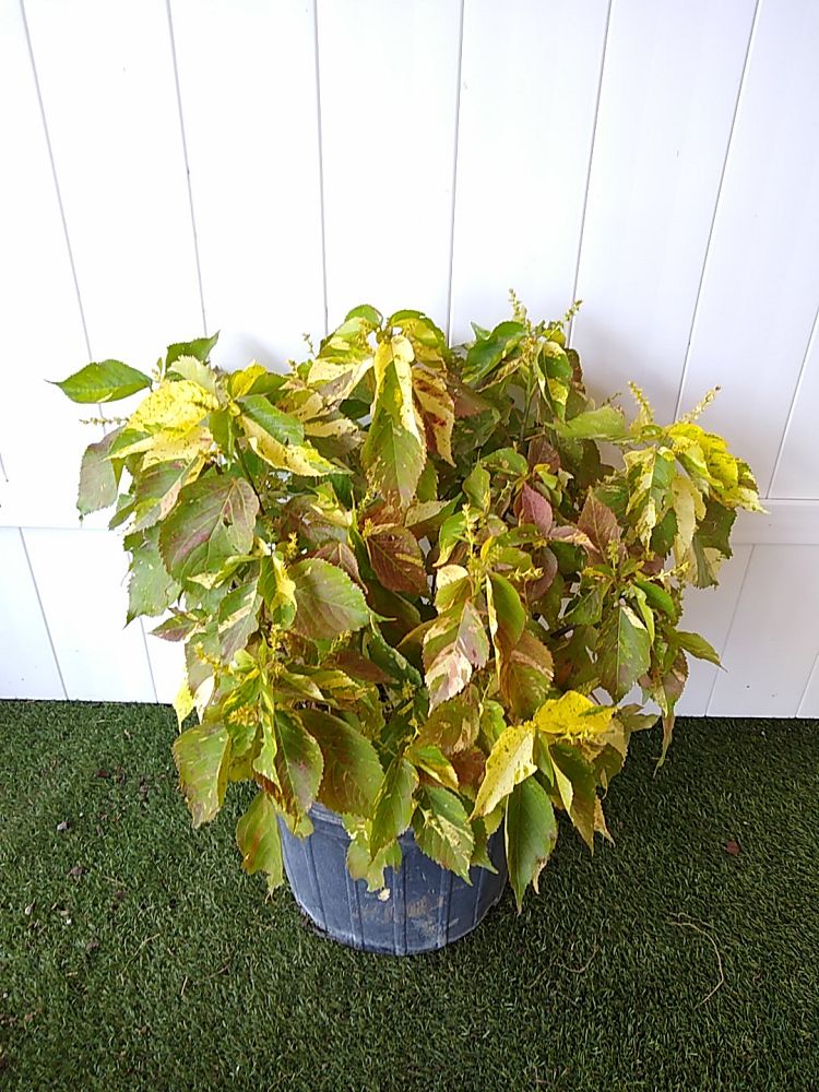 Acalypha wilkesiana ‘Java White’, Copperleaf PlantVine