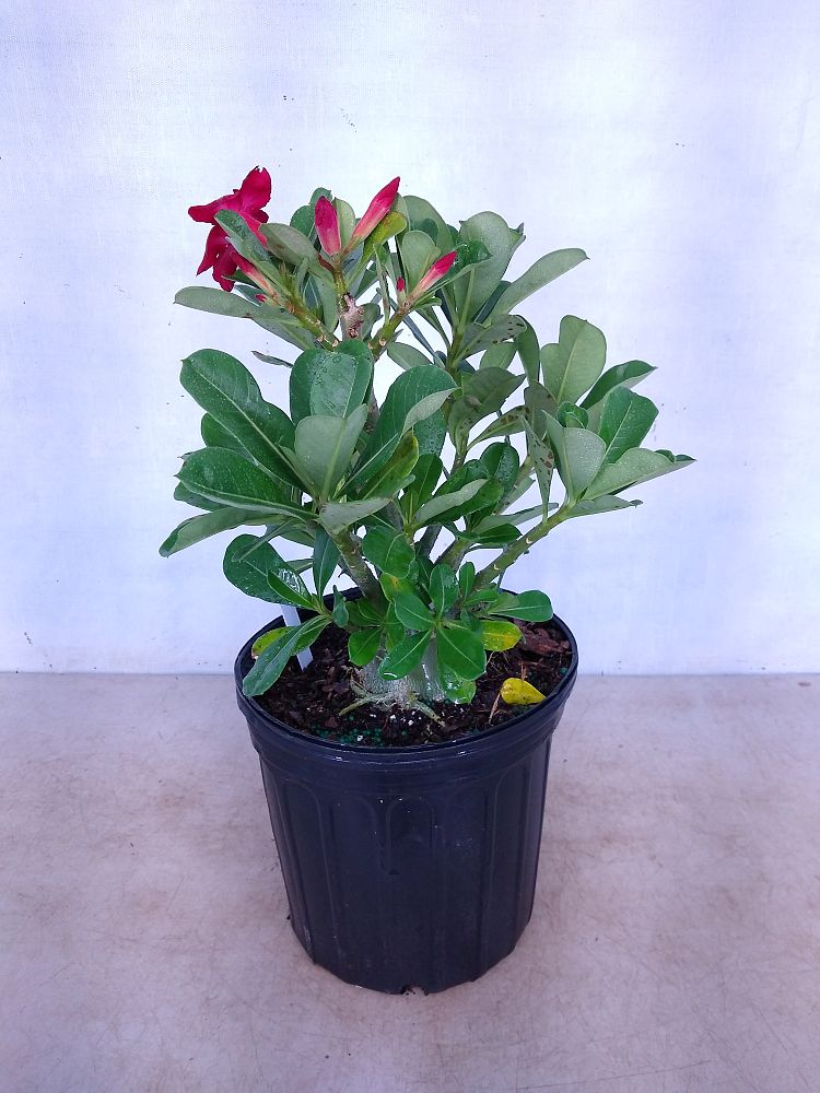 Adenium Obesum (Desert Rose) – Avalon - Plants & Gifts