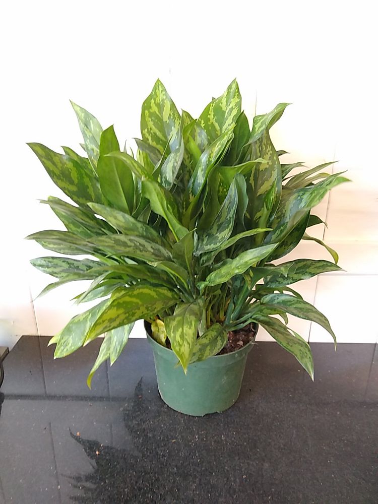 Aglaonema ‘Mary Ann’ Elite | PlantVine