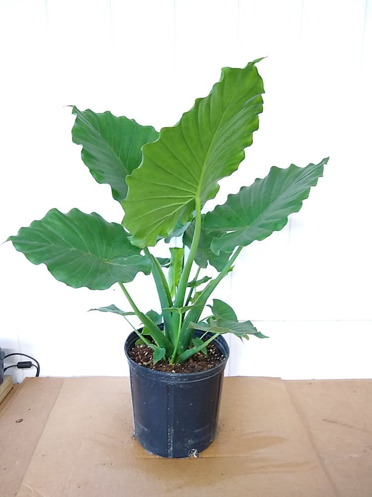 Buy Alocasia odora �California�, Elephant Ear Free