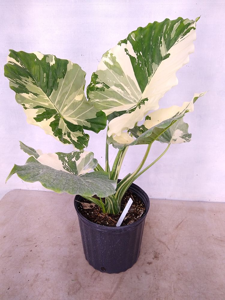 Buy Alocasia odora 'Variegata', Elephant Ear Free