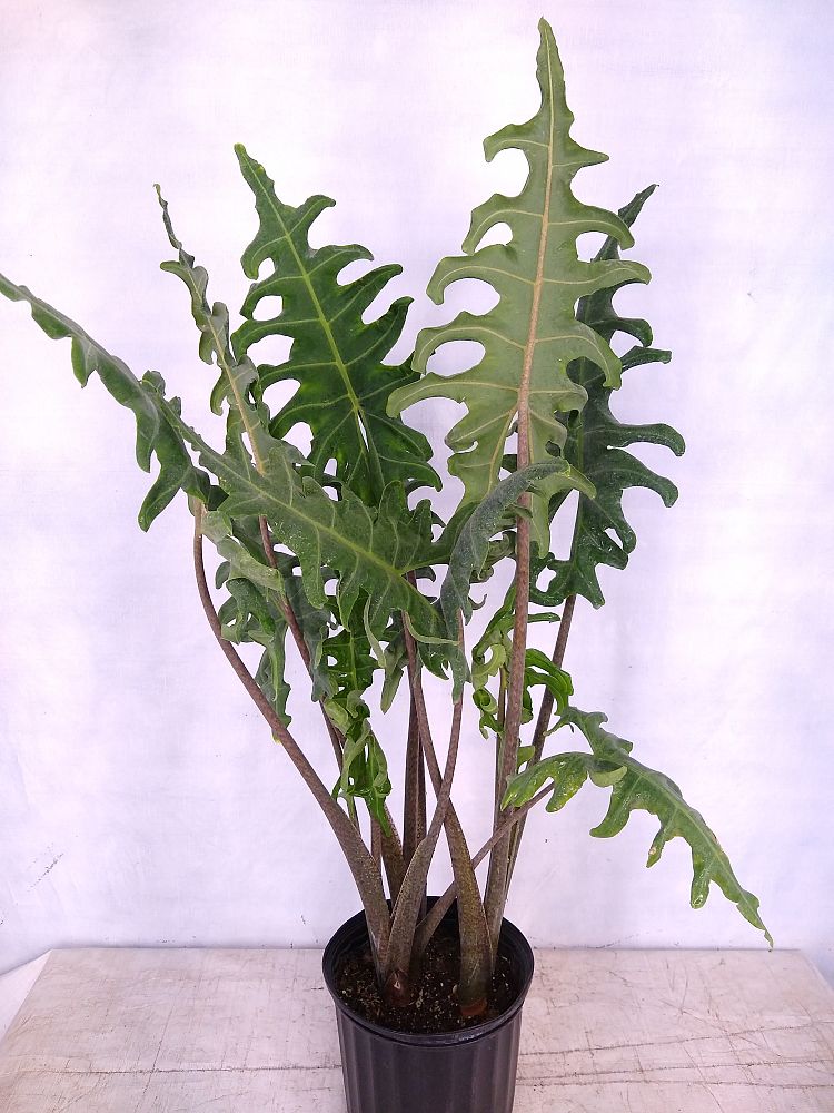 Alocasia Portei main image 0