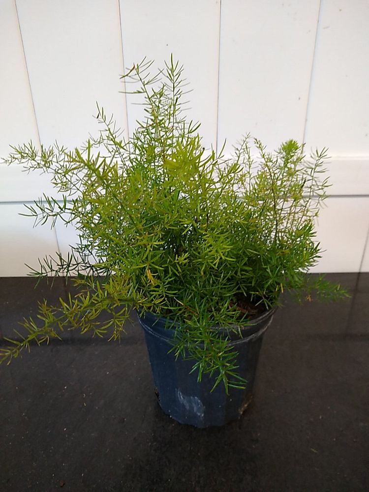 Asparagus densiflorus, Sprengeri Fern, Asparagus fern PlantVine