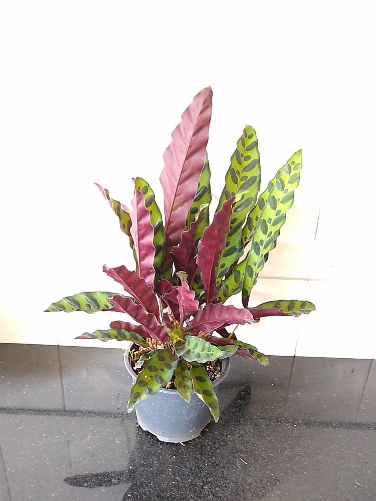 Order Calathea Lancifolia, Rattlesnake Plant Online | 10% OFF