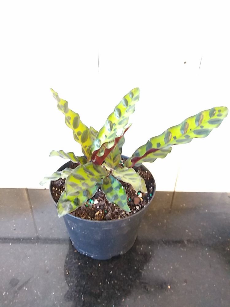 Order Calathea Lancifolia, Rattlesnake Plant Online | 10% OFF