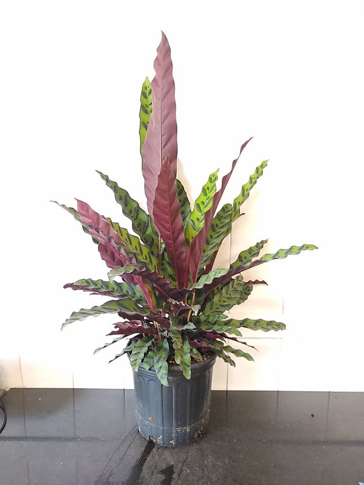 Order Calathea Lancifolia, Rattlesnake Plant Online | 10% OFF