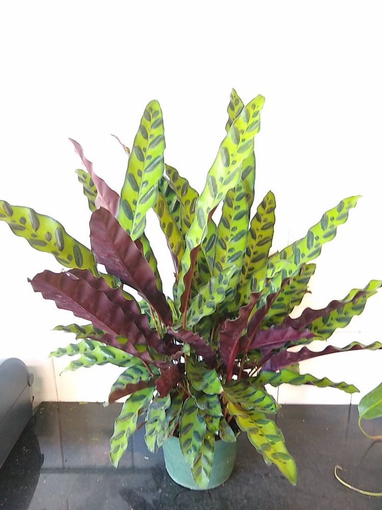 Order Calathea Lancifolia, Rattlesnake Plant Online | 10% OFF