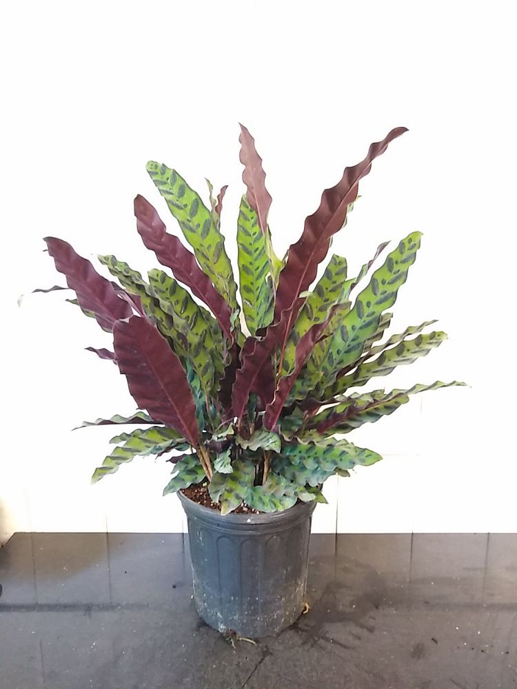 Order Calathea Lancifolia, Rattlesnake Plant Online | 10% OFF