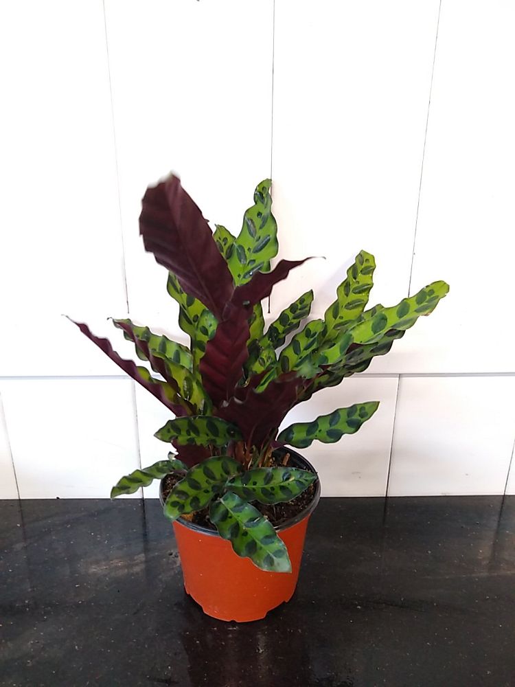 Order Calathea Lancifolia, Rattlesnake Plant Online | 10% OFF