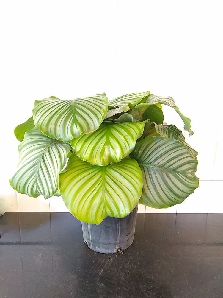 Calathea Vit Fusion
