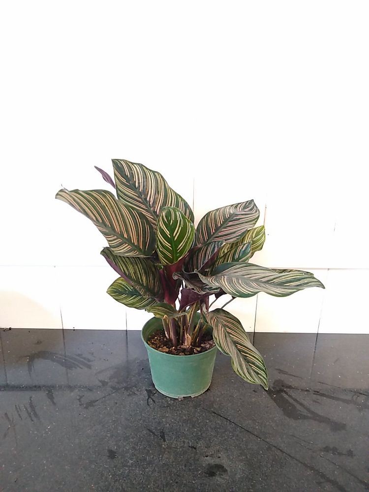 Pinstripe Calathea PlantVine