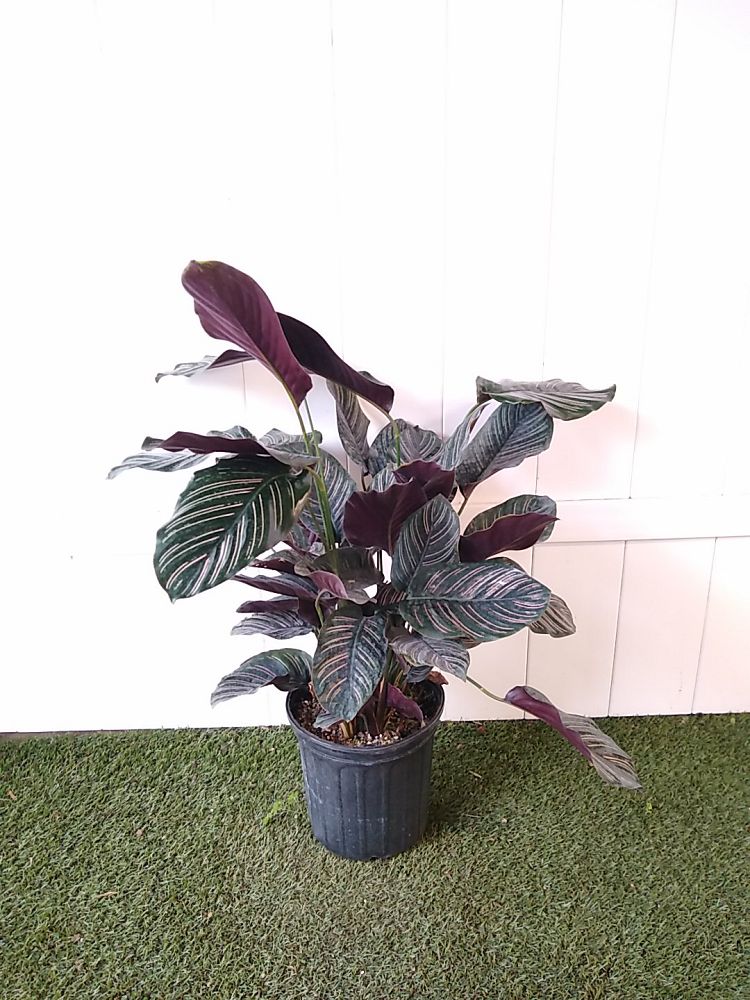 Pinstripe Calathea PlantVine