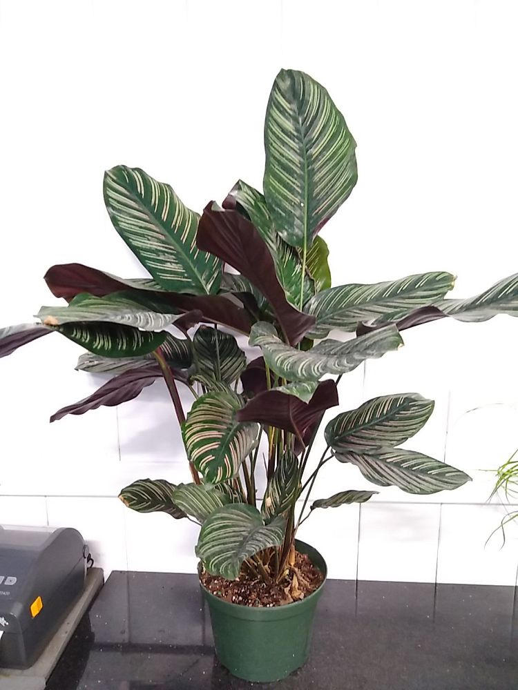 Pinstripe Calathea PlantVine