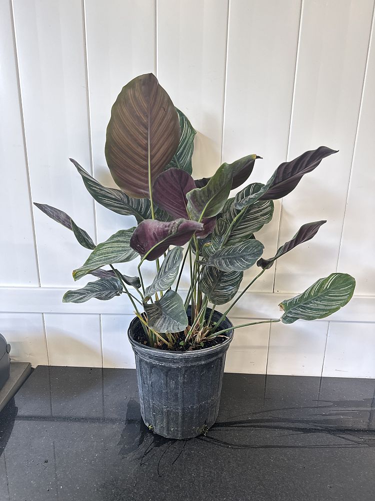 Pinstripe Calathea PlantVine