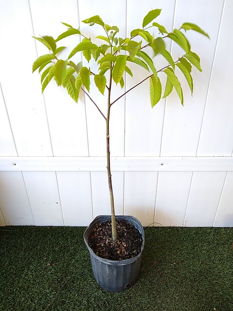 YlangYlang Tree PlantVine