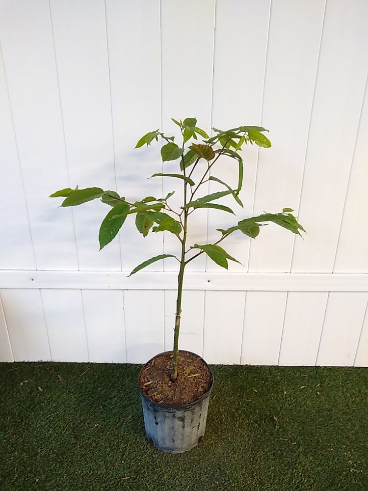 YlangYlang Tree PlantVine