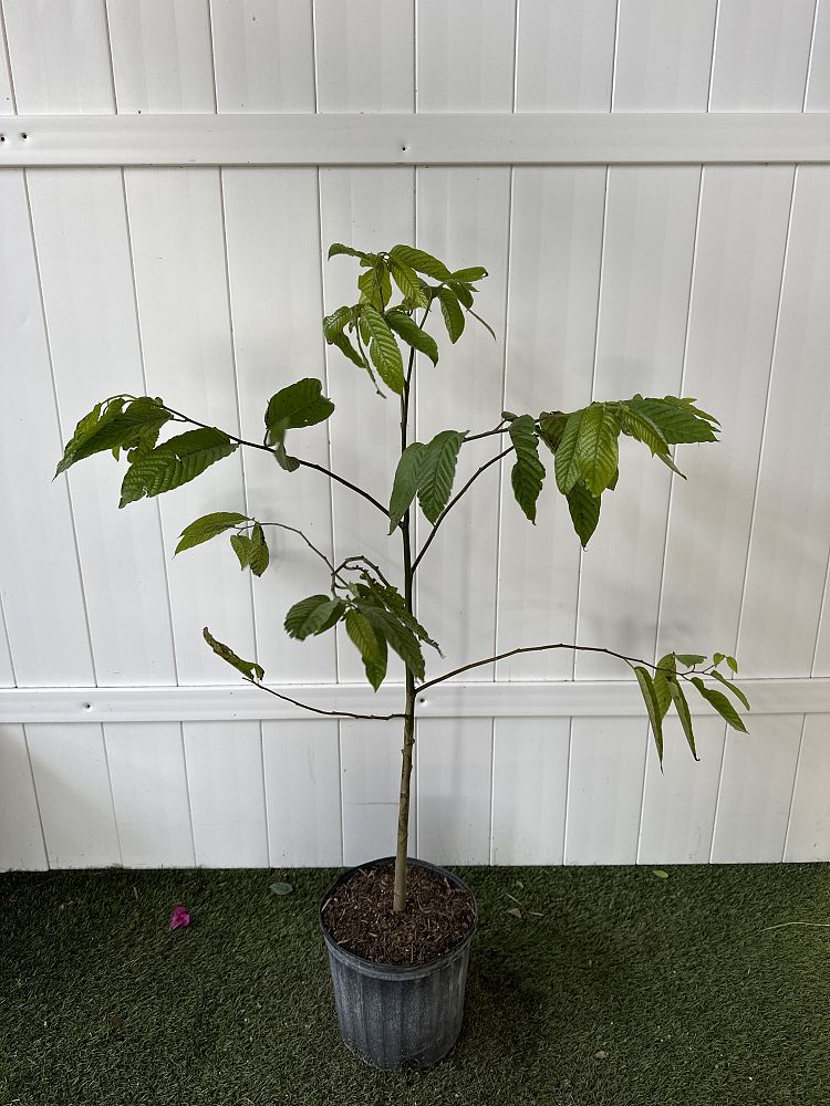 YlangYlang Tree PlantVine