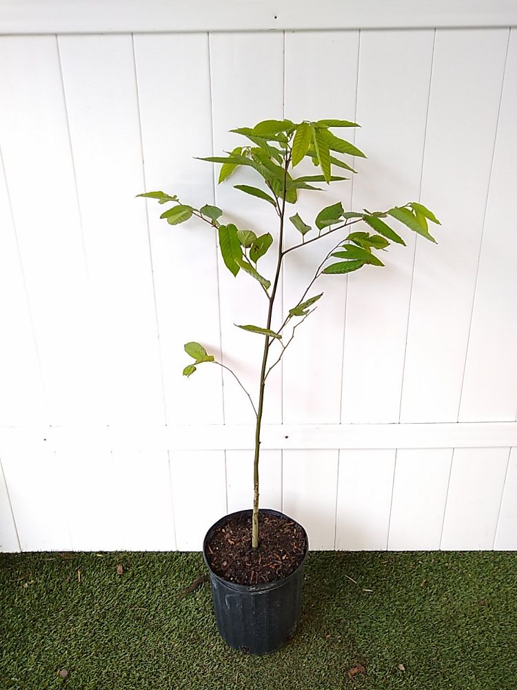 YlangYlang Tree PlantVine