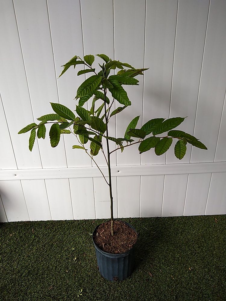 YlangYlang Tree PlantVine