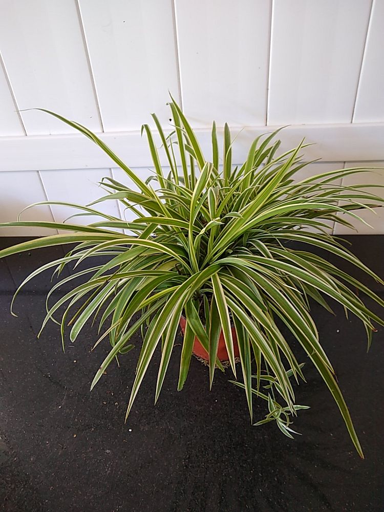 Reverse Variegated Spider Plant PlantVine