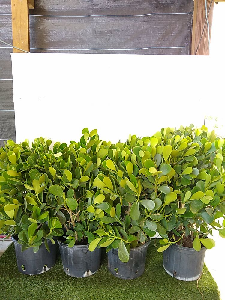 Clusia guttifera, Small Leaf Clusia Hedge | PlantVine