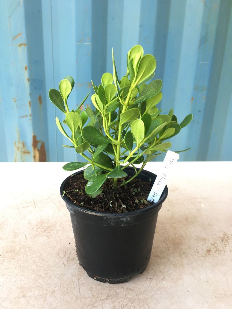 Buy Clusia rosea 'Nana', Dwarf Autograph Hedge PlantVine