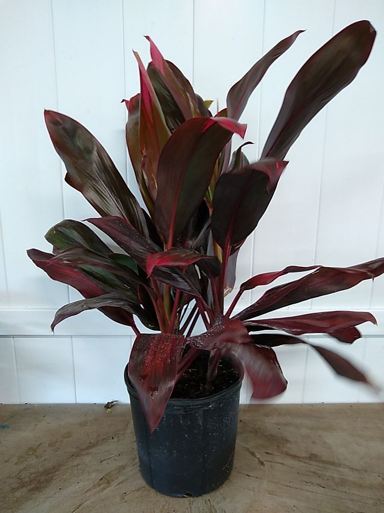 Cordyline fruticosa 'Florica', Ti Plant, Cordyline terminalis, | PlantVine