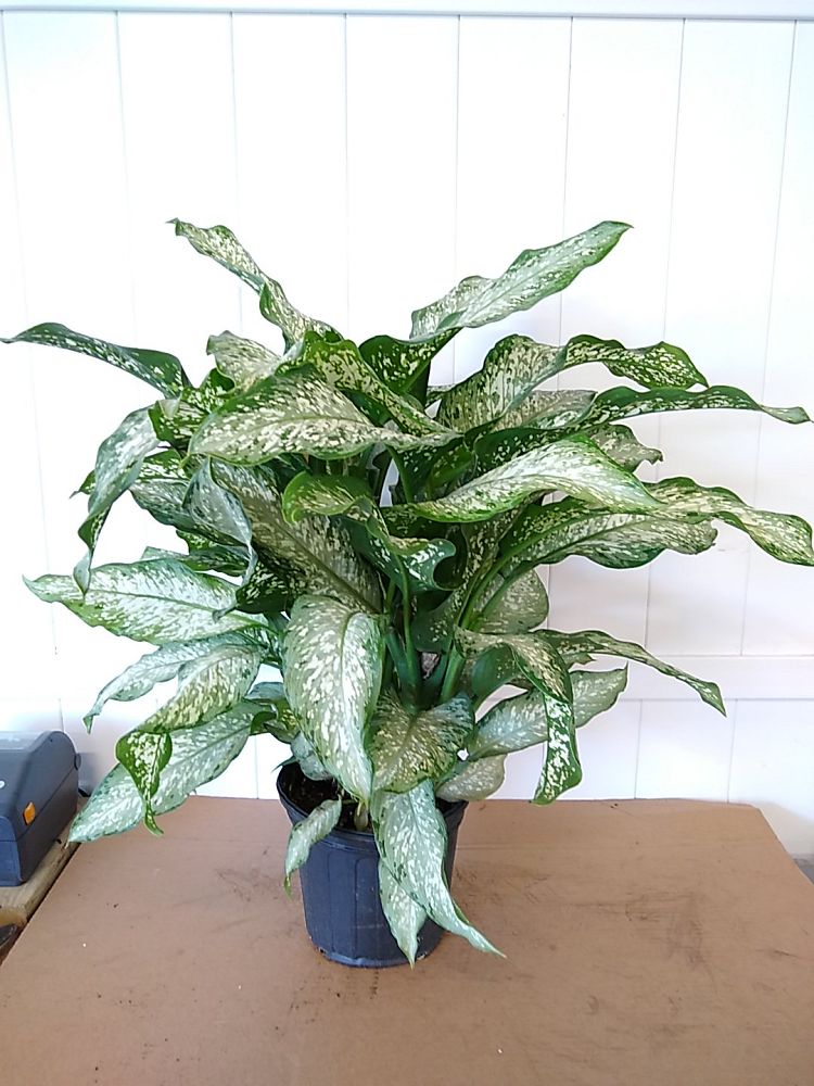 Buy Dieffenbachia 'Tiki', Dumb Cane Free Shipping over 100