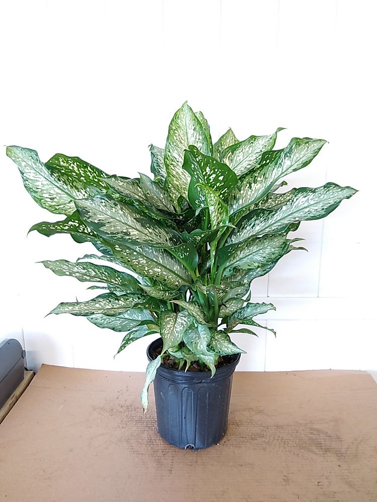 Buy Dieffenbachia 'Tiki', Dumb Cane Free Shipping over 100