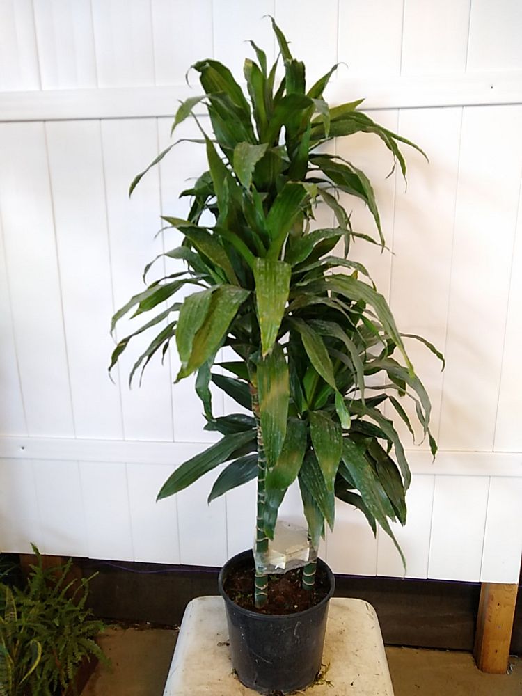 Dracaena Fragrans Craig Compacta’, Dracaena deremensis
