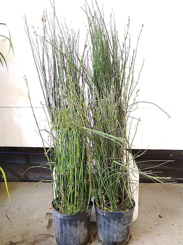 Equisetum hyemale, Horsetail Reed PlantVine