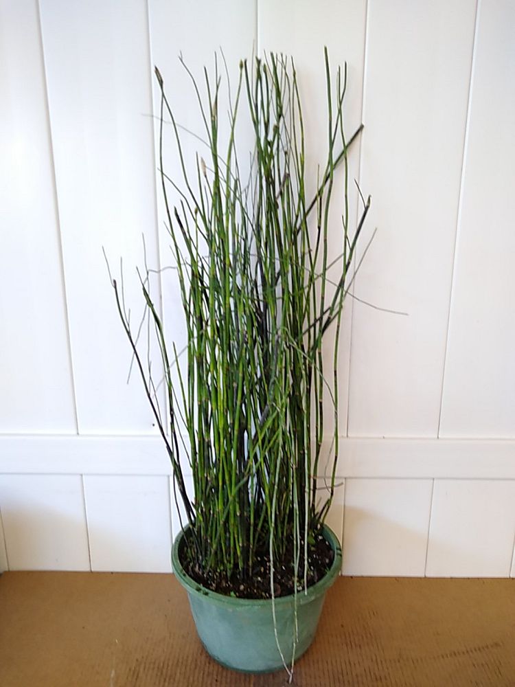 Equisetum hyemale, Horsetail Reed PlantVine