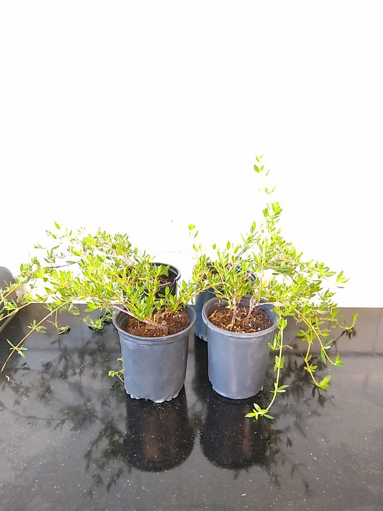 Ernodea littoralis, Golden Beach Creeper | PlantVine