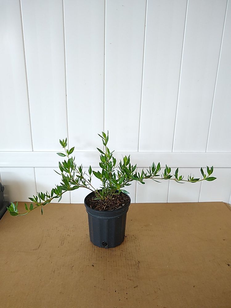 Ernodea littoralis, Golden Beach Creeper | PlantVine