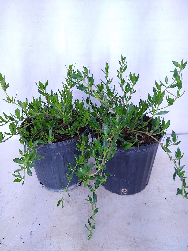 Ernodea littoralis, Golden Beach Creeper | PlantVine