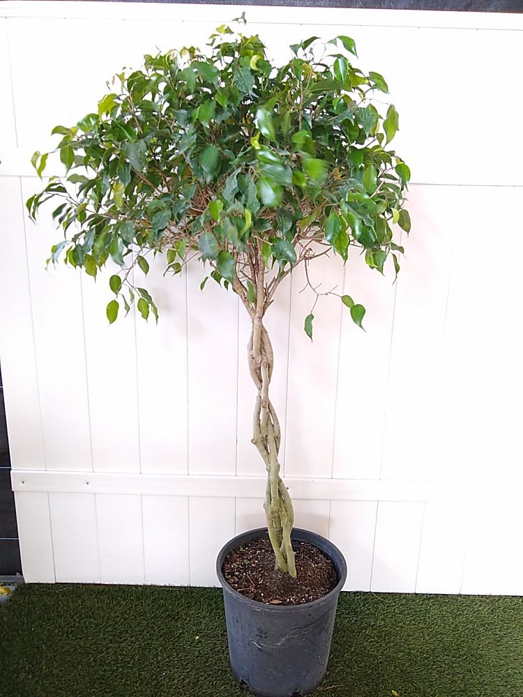 Buy Ficus Benjamina ‚Wintergreen‘, Weeping Fig Tree Online – SQPSDH