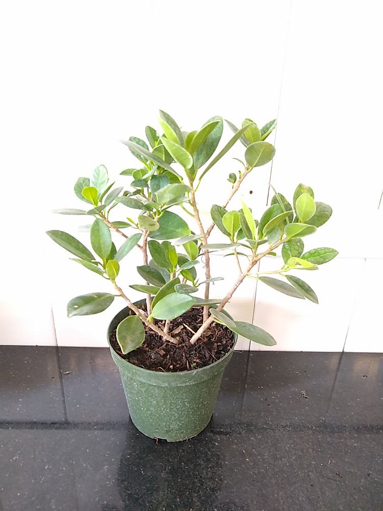 Ficus microcarpa ‘Green Island’, Ficus ‘Green Island’ PlantVine